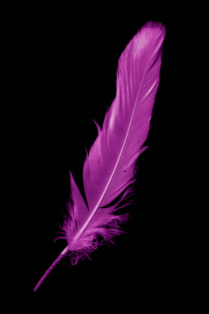 istock violet feather goose on a black isolated background 1407324466