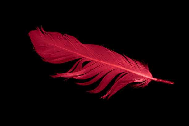 istock a red goose feather on a black isolated background 1407324468