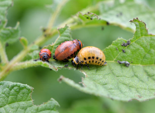 istock On potatoes - Colorado potato beetle larvae 1407324522