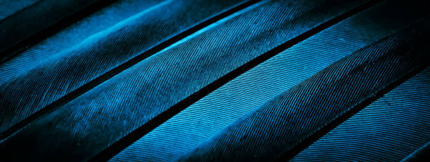 istock blue feather pigeon macro photo. texture or background 1407324530