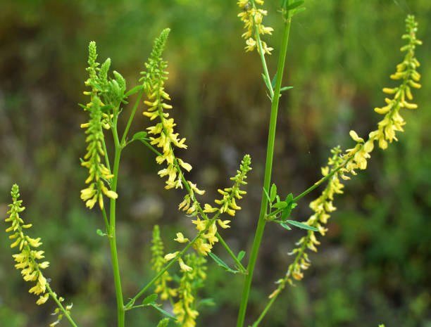 istock Melilot officinalis (Melilotus officinalis) blooms in nature 1407324571