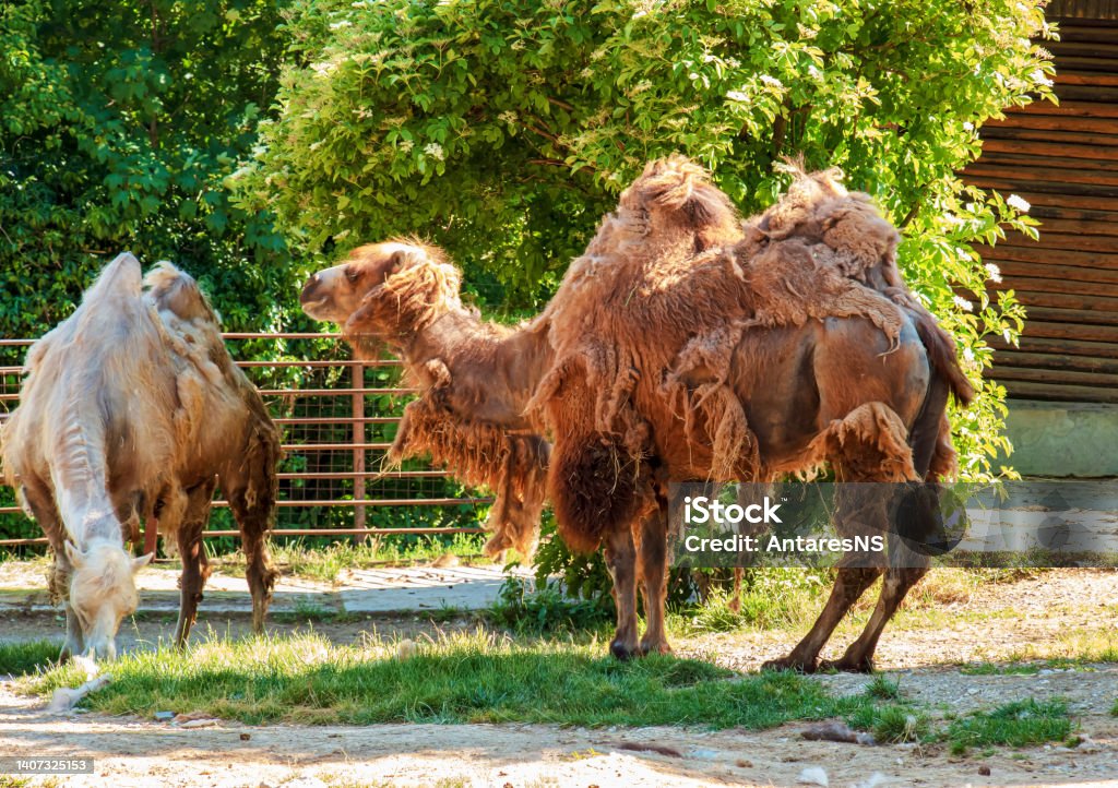 Shedding of a two-humped camel. Zoo in Bojnice, Slovakia. Camel Stock Photo