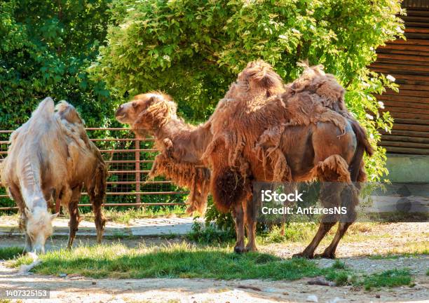 Shedding Of A Twohumped Camel Zoo In Bojnice Slovakia Stock Photo - Download Image Now