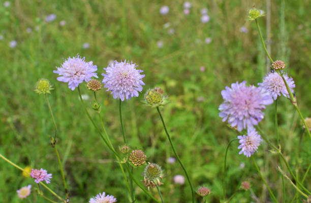 istock In nature, Knautia arvensis grows among grasses 1407325921