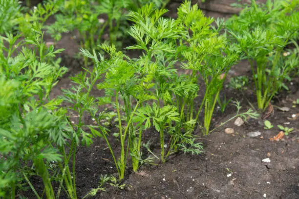 Photo of Rows of carrot plants on a garden bed. Carrots grow in the garden in summer