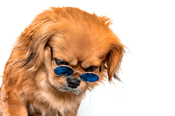 Cute mixed race dog wearing glasses and looking down against white background