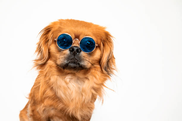 Cute mixed race dog wearing glasses against white background