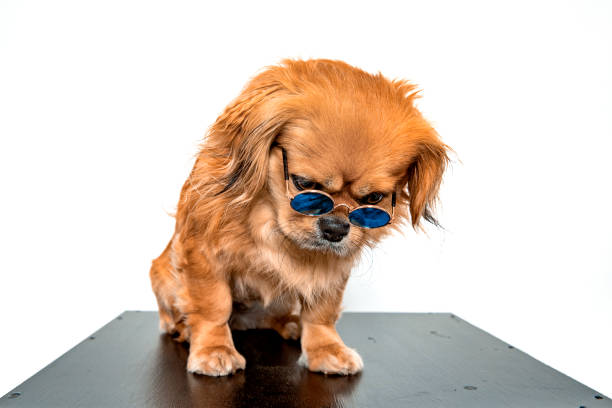 Cute mixed race dog wearing glasses and looking down against white background