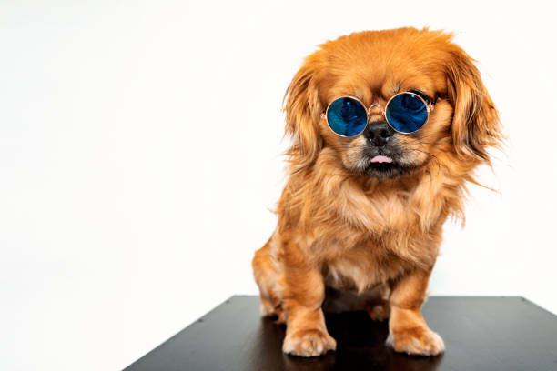 Cute mixed race dog wearing glasses against white background