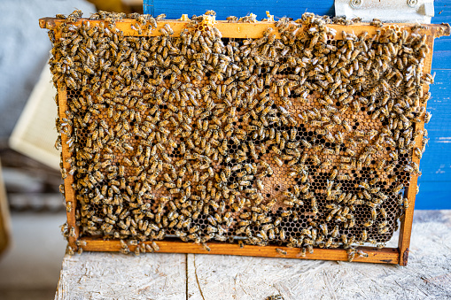 image of a honeycomb full of working bees and newly born bees that produce honey and feed, beekeeping concept