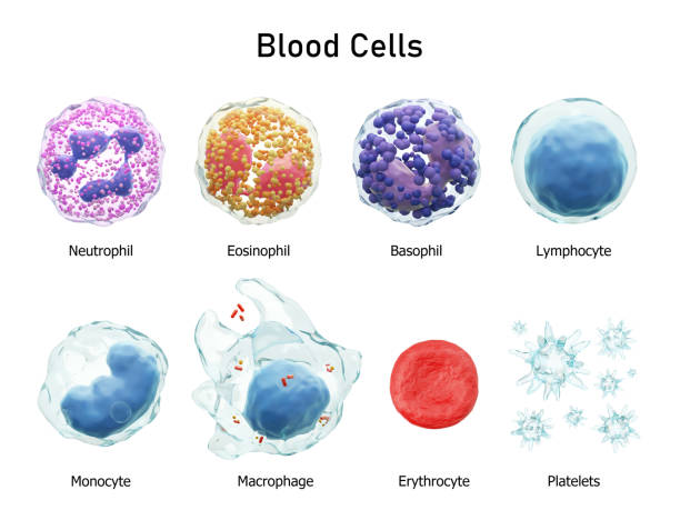 blood cells series . neutrophils eosinophils basophils lymphocytes monocytes macrophages erythrocytes and platelets . transparent material design . isolated white background . 3d render . - microscope science healthcare and medicine isolated imagens e fotografias de stock