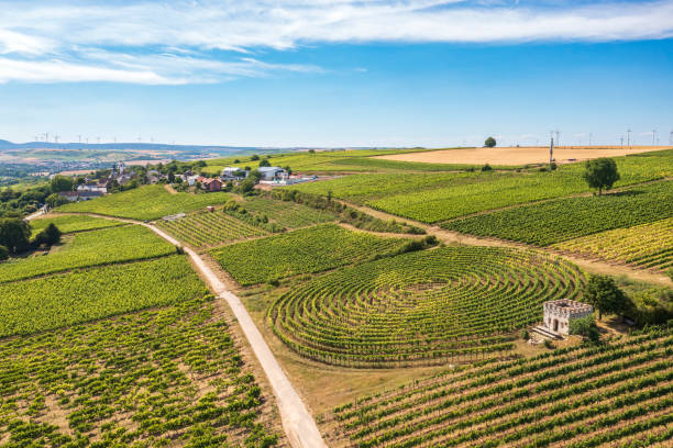istock Vineyard in the shape of a snail 1407326855