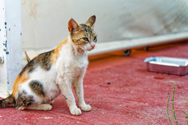Freiendly homeless cats on crete looking for food