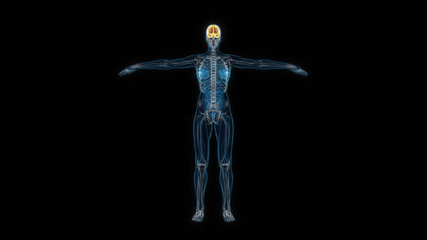 istock Human female body brain 3d hologram front view. 3D illustration 1407327238