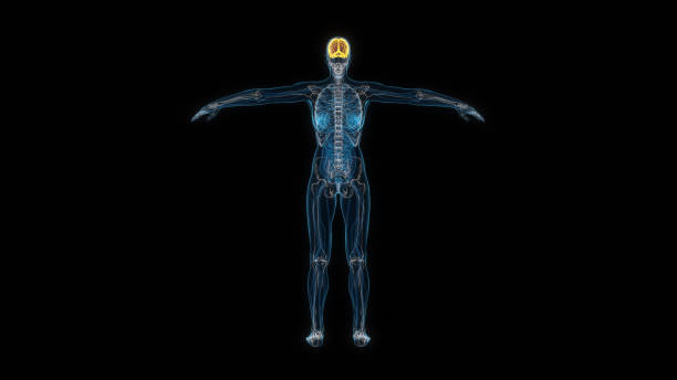 istock Human female body brain 3d hologram back view. 3D illustration 1407327281