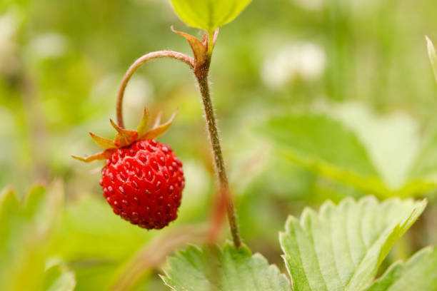 istock Close-up, wild strawberry with leaves. 1407328376