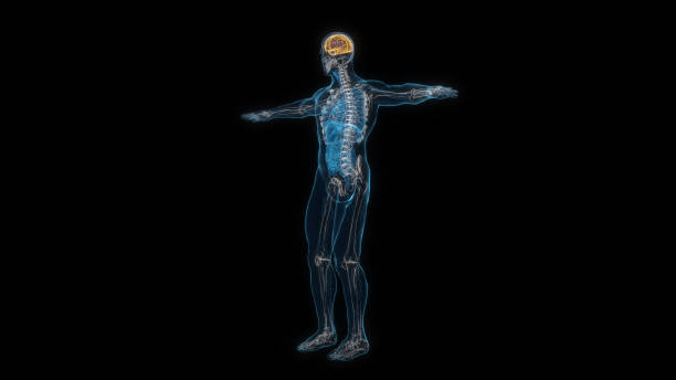istock Human male body brain 3d hologram. 3D illustration 1407328407