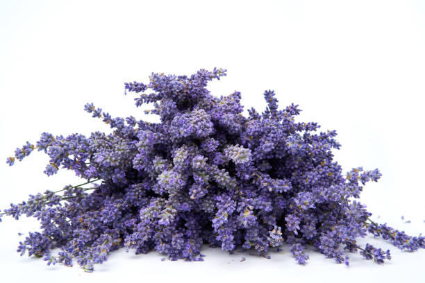 istock Lavender in a bouquet on white background 1407328409