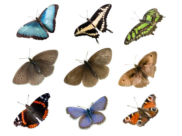 istock collection of butterflies on white background 1407328541