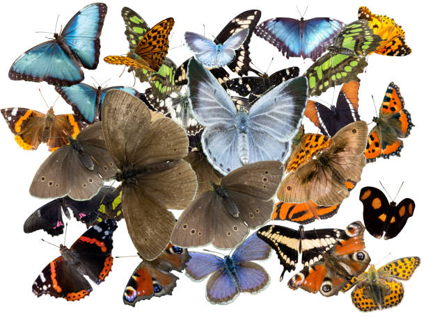 istock collection of butterflies on white background 1407328549