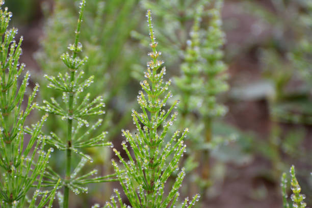 istock Horsetail field (Equisetum arvense) grows in nature. 1407328820