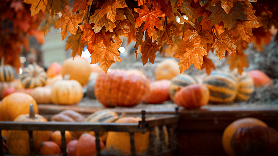 Pumpkins, gourds, corn, apples, flowers, and leaves sit on a wooden surface.