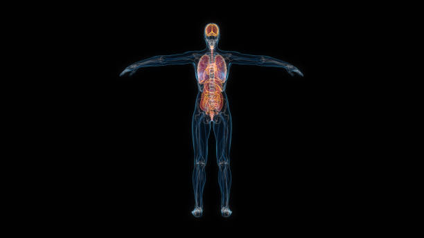 Female internal organs and body systems 3d render