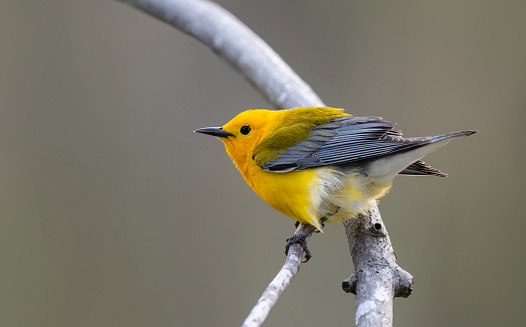 Prothonotary warbler, protonotaria citrea, beautiful small bird. Rarely seen in Canada, it is listed endangered.