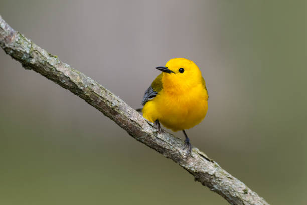 istock Prothonotary warbler in its natural habitat 1407329265