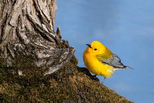 Prothonotary warbler, protonotaria citrea, beautiful small bird. Rarely seen in Canada, it is listed endangered.