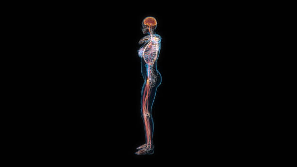 Human female body nervous system 3d hologram side view. 3D illustration