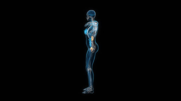istock Human female body kidney 3d hologram side view. 3D illustration 1407330105