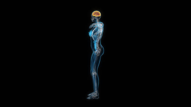 istock Human female body brain 3d hologram side view. 3D illustration 1407330153