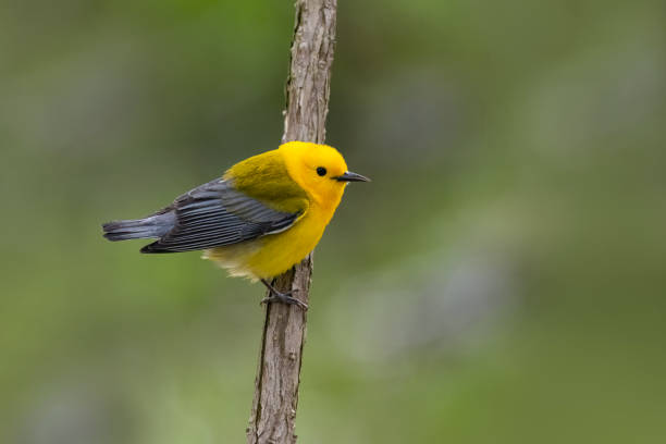 istock Prothonotary warbler in its natural habitat 1407330159