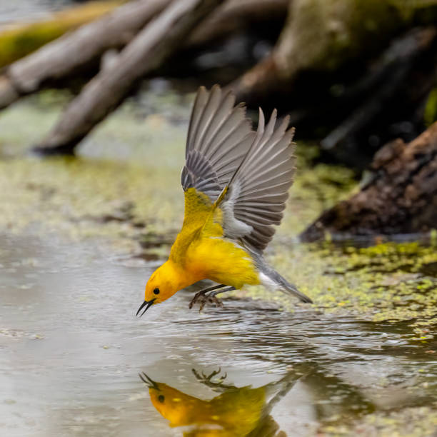 Prothonotary warbler in flight stock photo