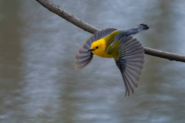 Prothonotary warbler in flight Prothonotary warbler, protonotaria citrea, beautiful small bird. Rarely seen in Canada, it is listed endangered. marsh warbler stock pictures, royalty-free photos & images