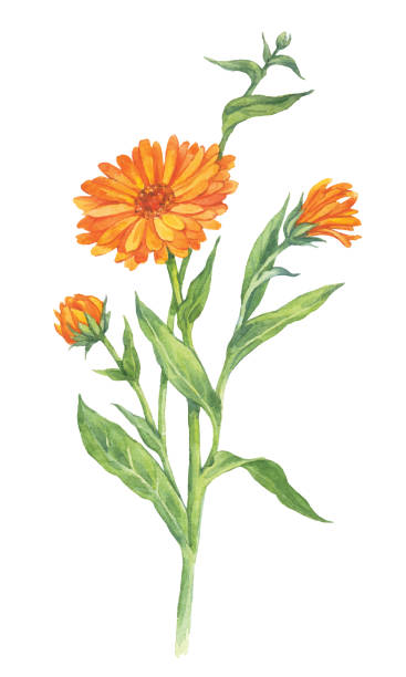 Watercolor Calendula flowers isolated on a white background Calendula flowers isolated on a white background. Watercolor flower hand drawn herb illustration. Vector picture field marigold stock illustrations
