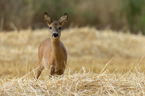 Female roe deer (Capreolus capreolus) standing in a harvested barley field searching her fawn. The same drama as every year.