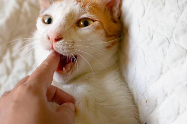 istock Playful Cute Calico Cat 1407332375