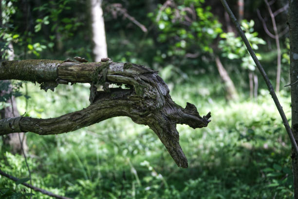istock Old tree wood that looks like an abstract dragon. 1407332566
