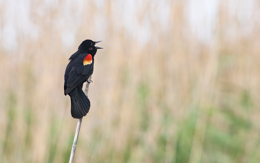 Gleaming black and brightly marked male red winged blackbird perched on stalk; beak open; sings and calls.