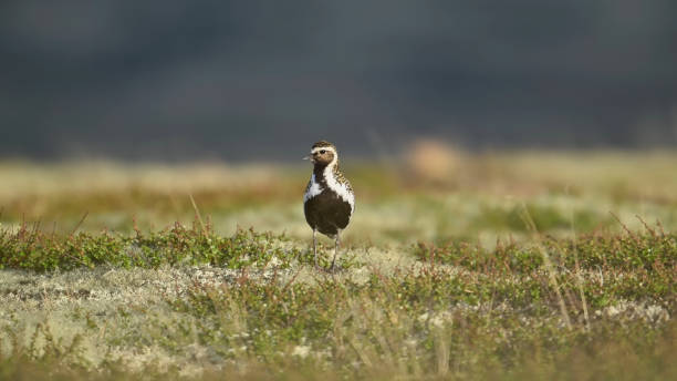 istock European golden plover (Pluvialis apricaria) 1407333512
