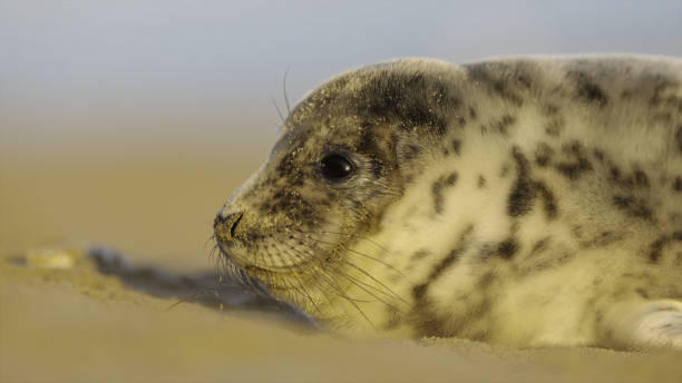 cuccioli di foca grigia (halichoerus grypus) - grypus foto e immagini stock