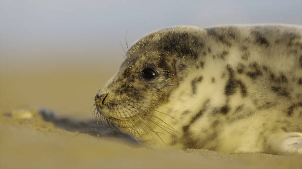 filhotes de foca cinza (halichoerus grypus) - grypus - fotografias e filmes do acervo