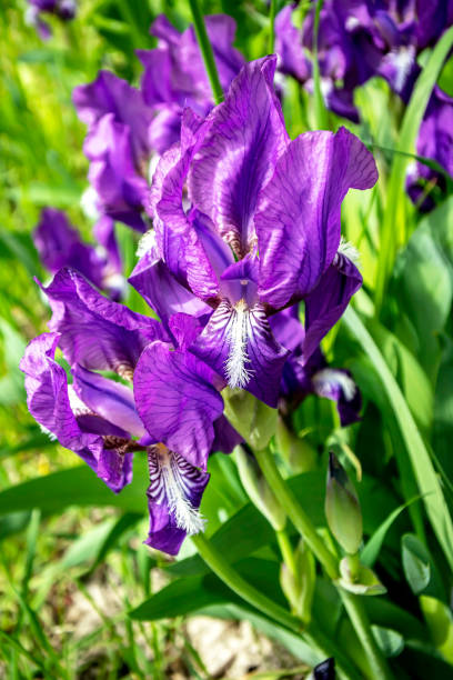 istock bright blooming lilac iris in the garden 1407335092