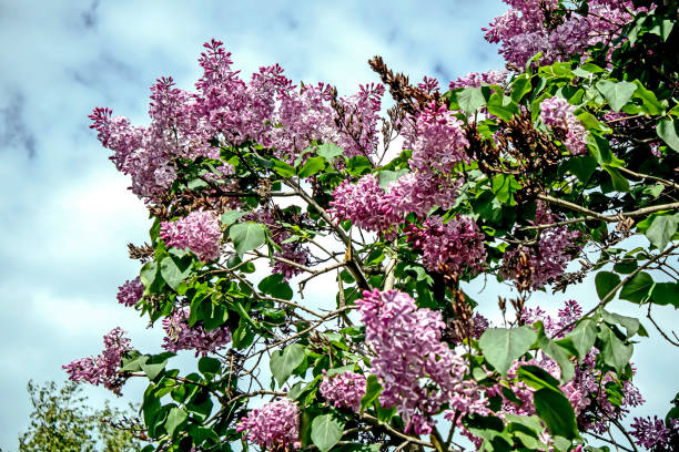 istock spring branches of fragrant tender blooming lilac 1407335093