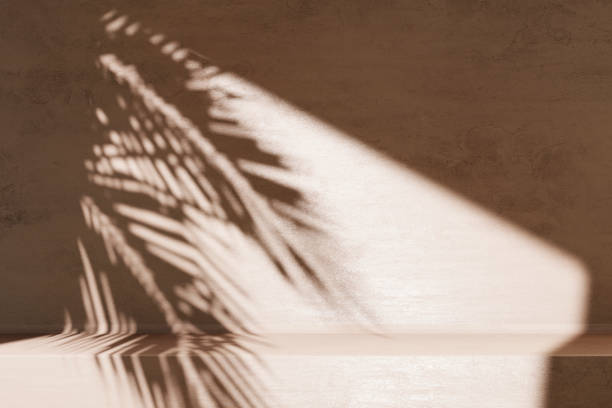 minimal product placement background with palm shadow on concrete wall. - tree set imagens e fotografias de stock