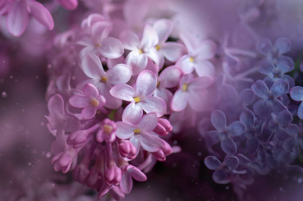 istock Macro view of beautiful lilac flowers 1407335506