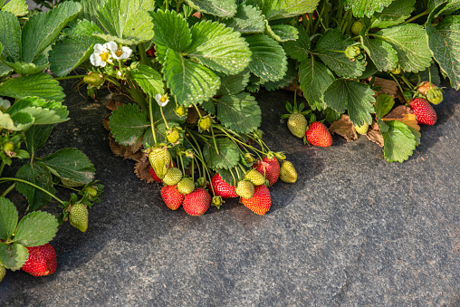 A single, large, ripe, red strawberry and many small, green, unripe strawberries surrounded by white flowers and leafy green - plant, garden