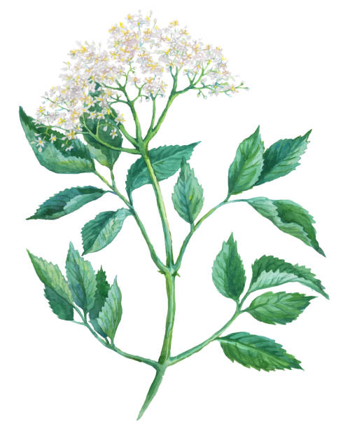 흰색 배경에 고립 된 수채화 엘더 플라워 - elderberry stock illustrations